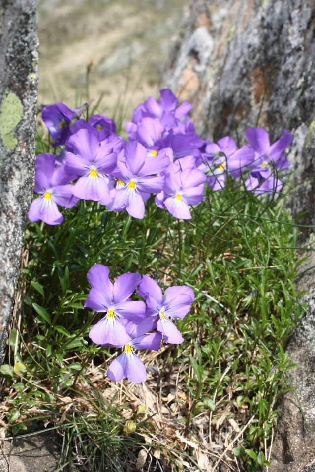 Viole gruppo calcarata da det.-2